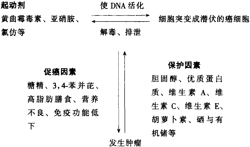 第一節(jié) 植物化學素防治腫瘤的機制